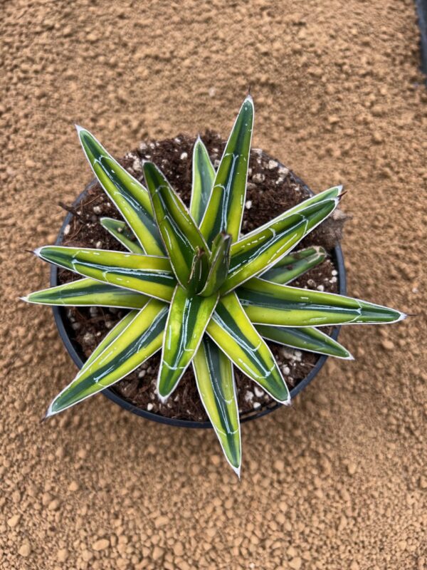 Agave victoriae reginae wide marginata