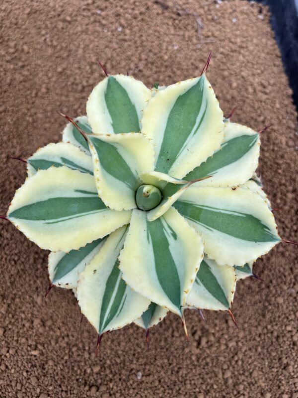 Agave potatorum "Super Crown"