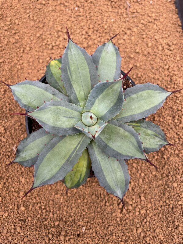 Agave parryi var. huachucensis "Excelsior"