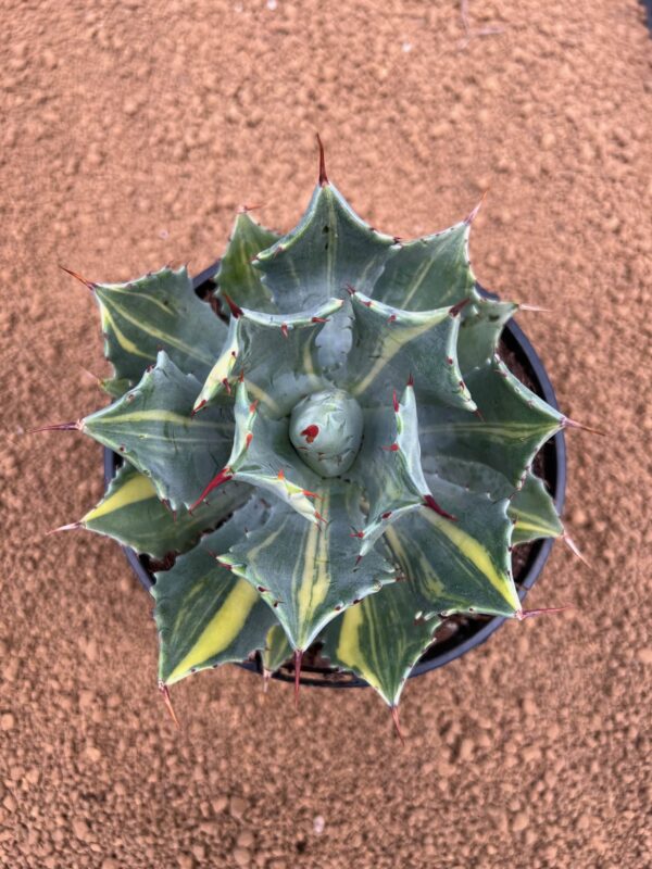 Agave isthmensis striatta