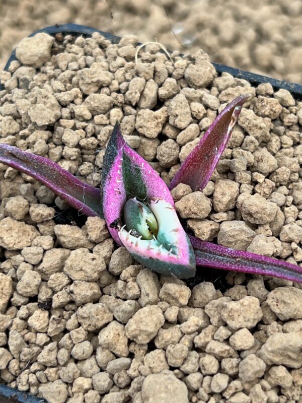 Agave titanota "Snaggletooth"