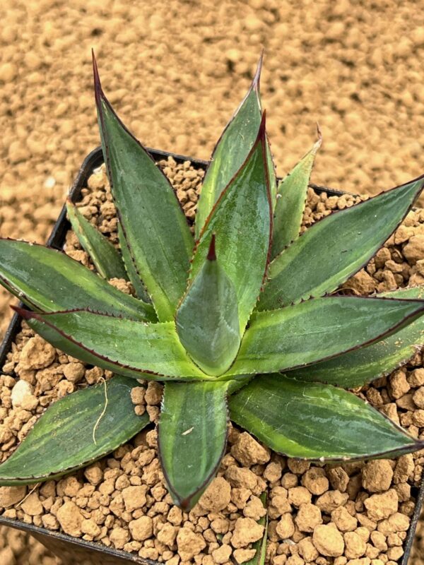 Agave isthmensis x filifera