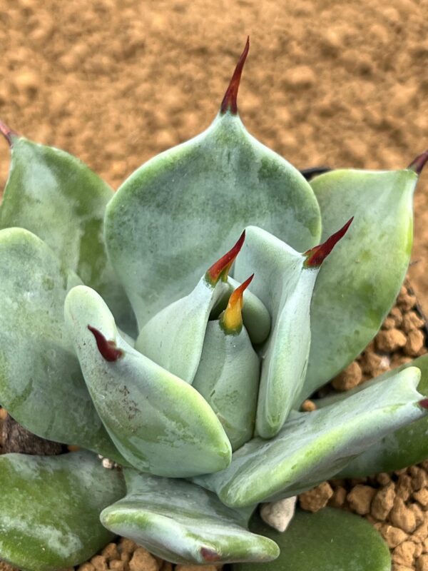 Agave isthmensis spineless