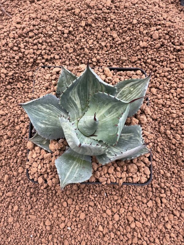 Agave potatorum "Rosa Manchada"