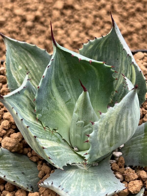 Agave potatorum "Rosa Manchada"