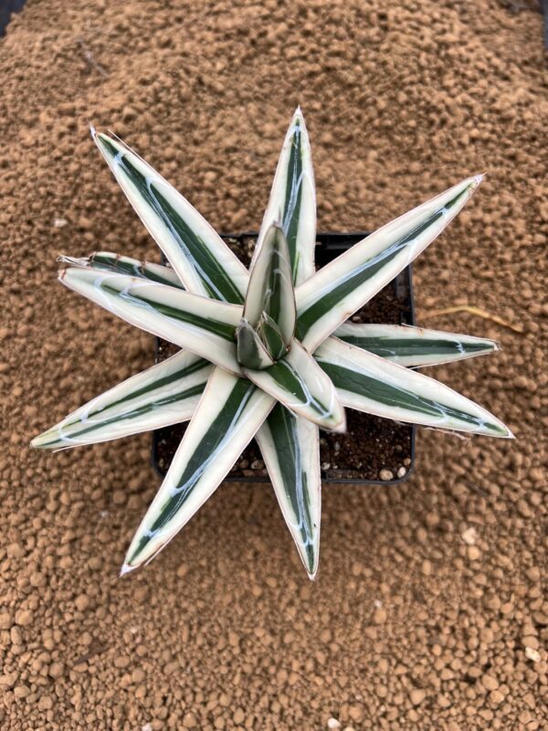 Agave victoriae reginae "White Rhino"