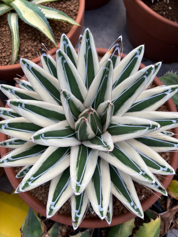 Agave victoriae reginae "White Rhino"