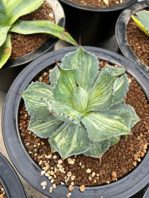 Agave potatorum "Rosa Manchada"