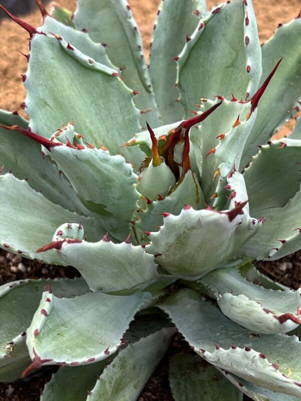 Agave potatorum "Cubic"