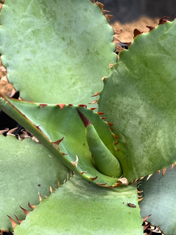 Agave titanota hybrid