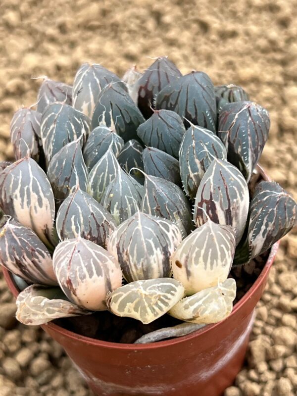 Haworthia obtusa variegata