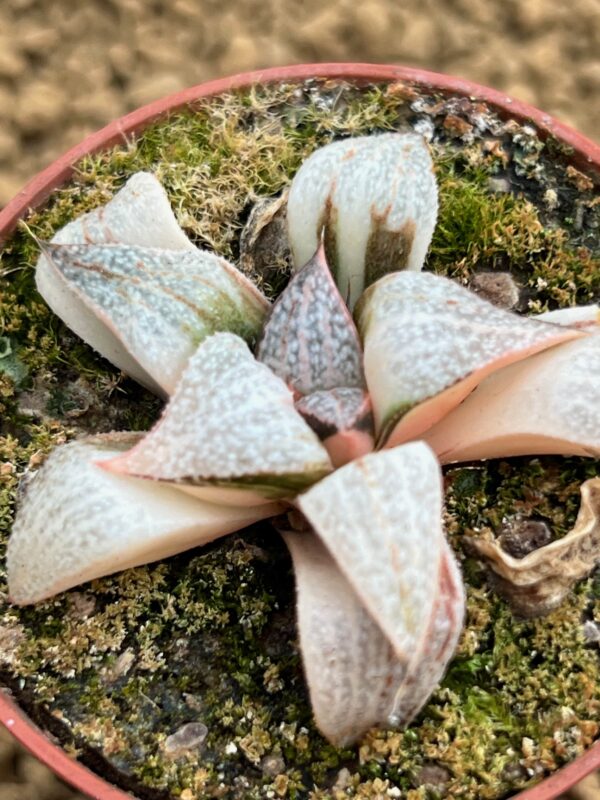 Haworthia picta variegata