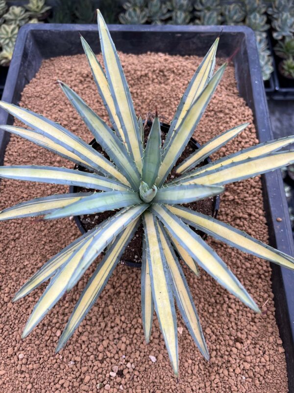 Agave macroacantha mediopicta