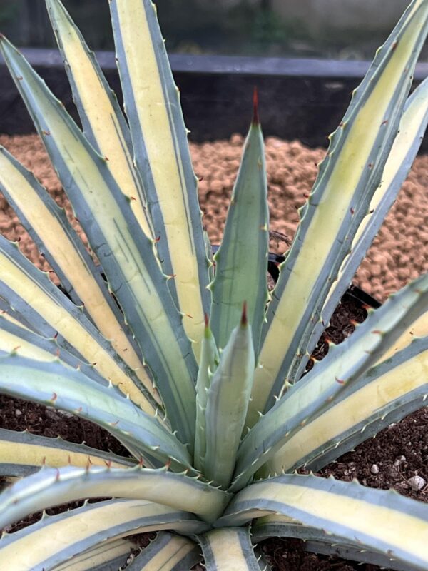 Agave macroacantha mediopicta