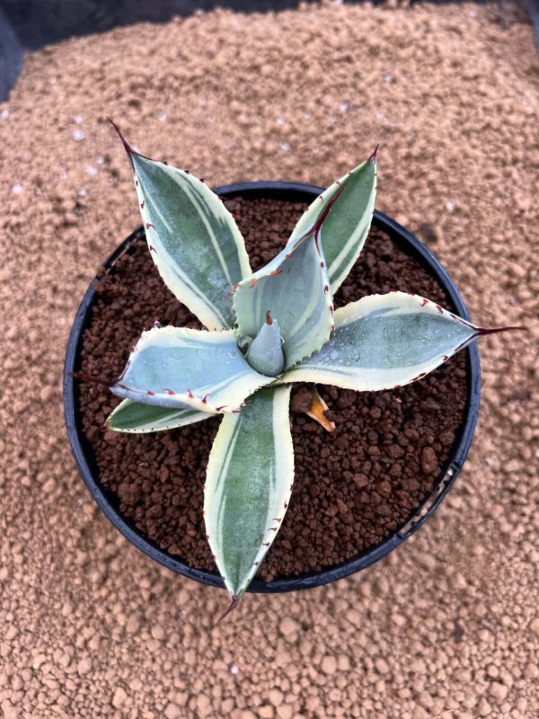 Agave parryi var. Truncata "Orizaba"