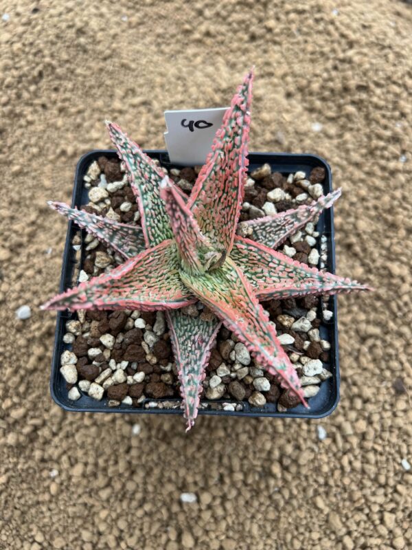 Aloe TCT hybrid