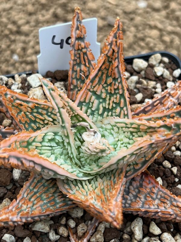 Aloe TCT hybrid