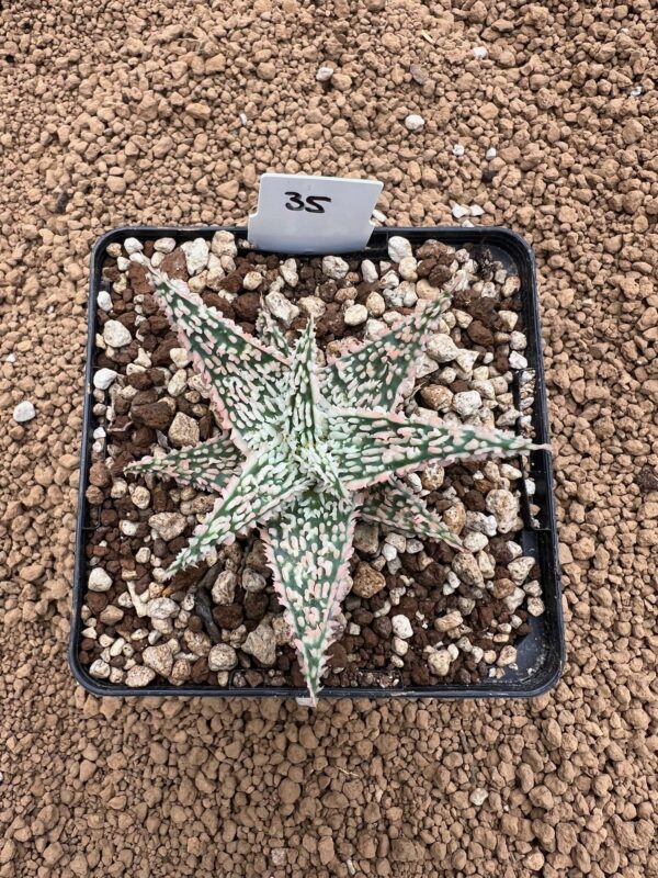 Aloe TCT hybrid