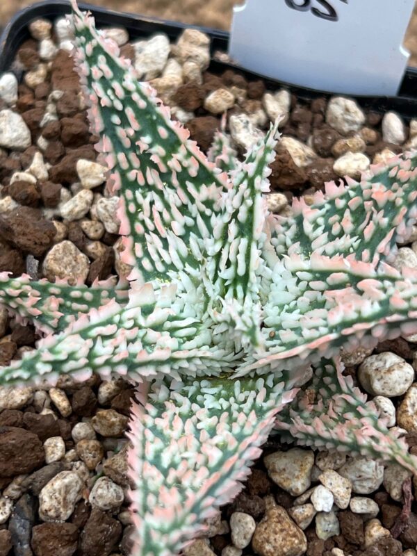 Aloe TCT hybrid