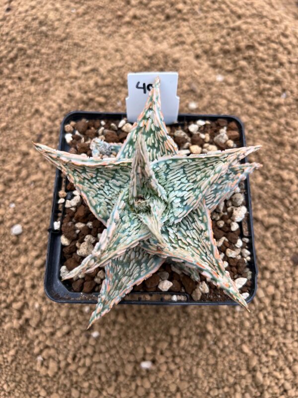 Aloe TCT hybrid