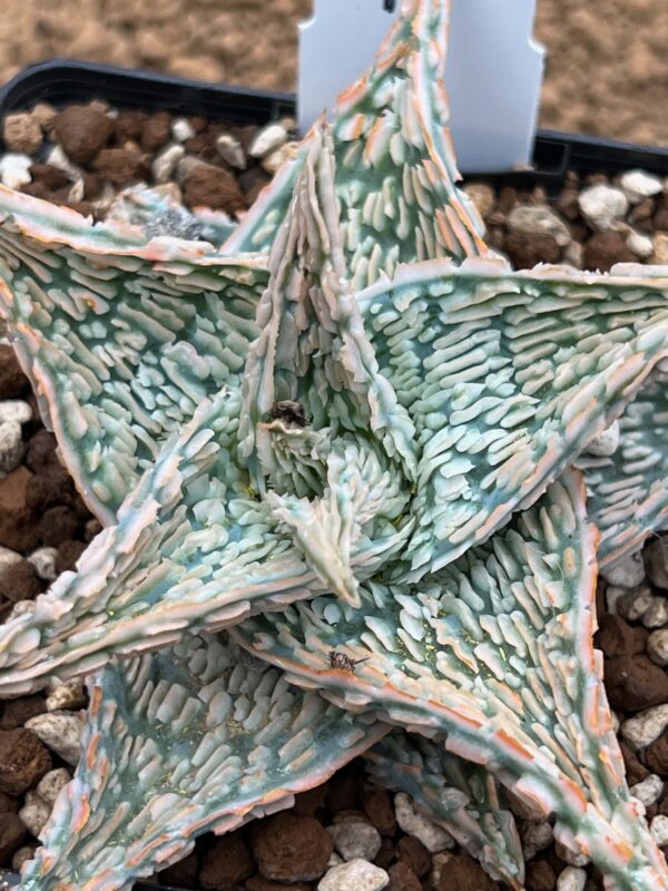 Aloe TCT hybrid