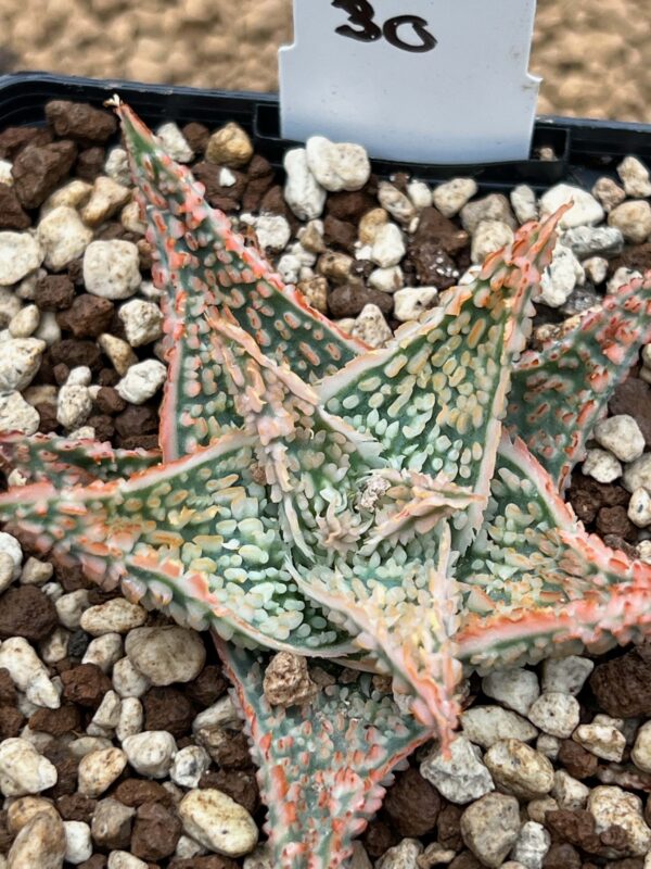 Aloe TCT hybrid