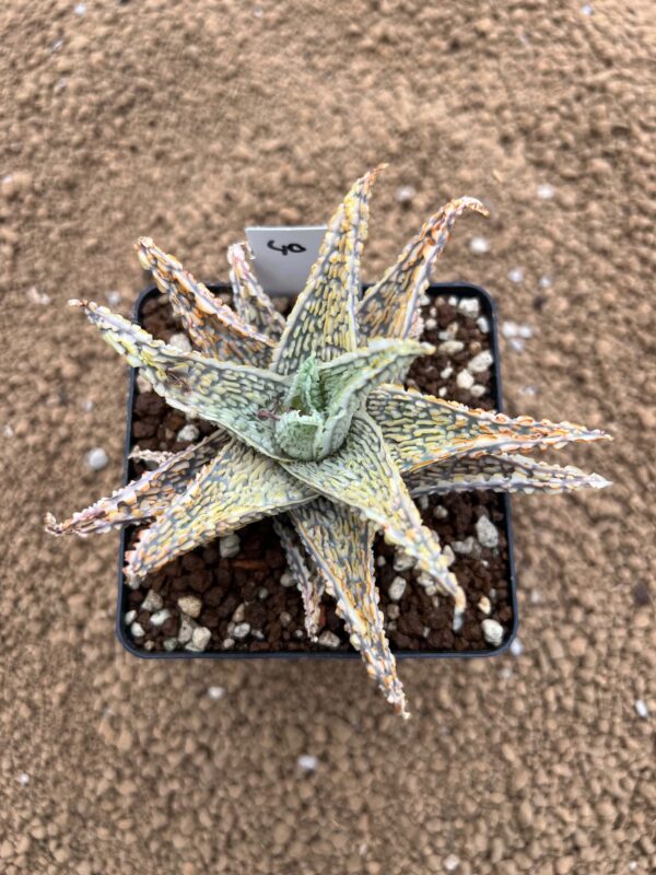 Aloe TCT hybrid