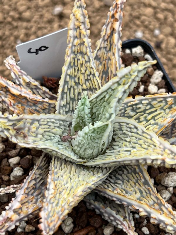 Aloe TCT hybrid