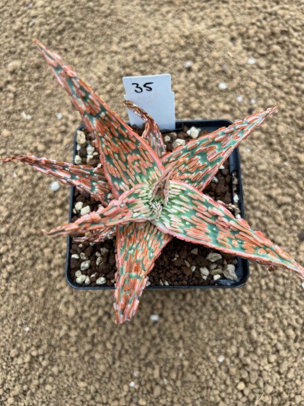 Aloe TCT hybrid