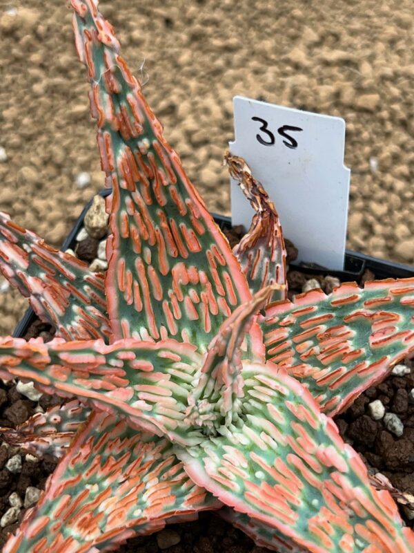 Aloe TCT hybrid