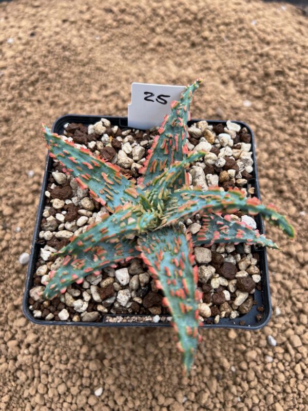 Aloe TCT hybrid