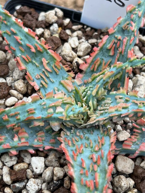 Aloe TCT hybrid