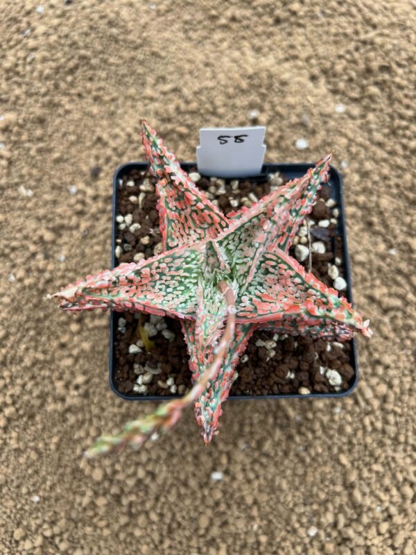 Aloe TCT hybrid