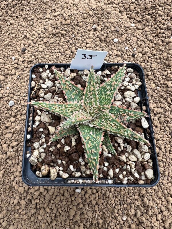 Aloe TCT hybrid