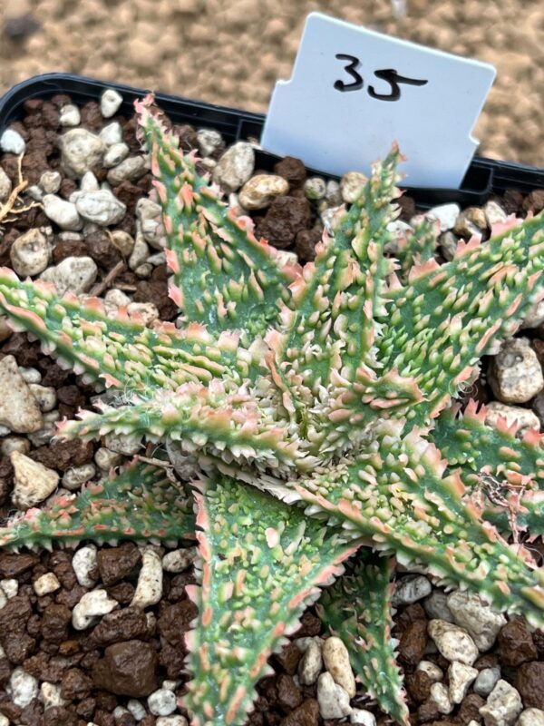 Aloe TCT hybrid