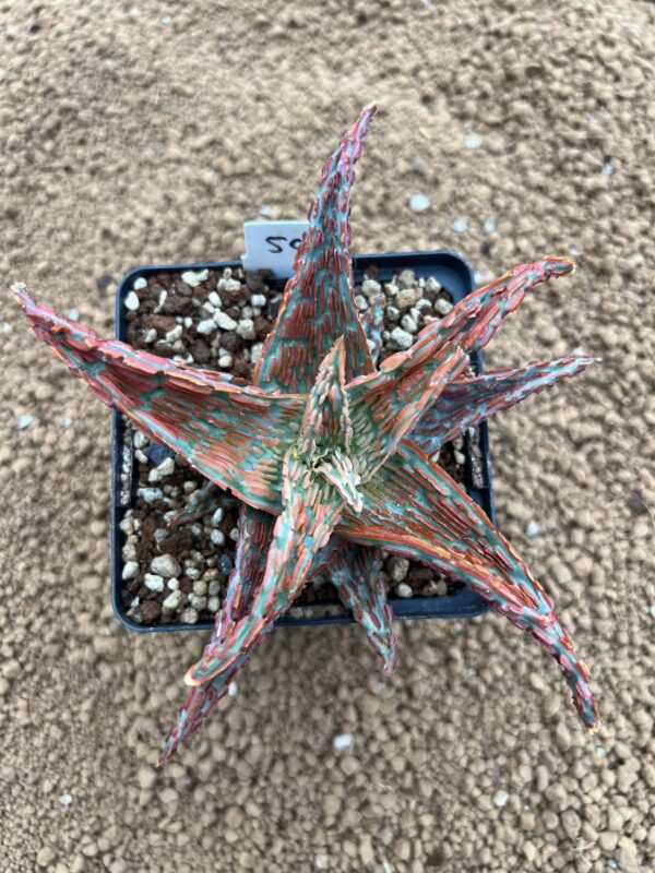 Aloe TCT hybrid