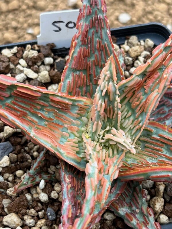 Aloe TCT hybrid