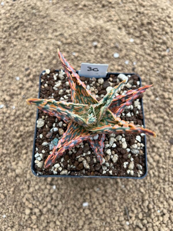 Aloe TCT hybrid