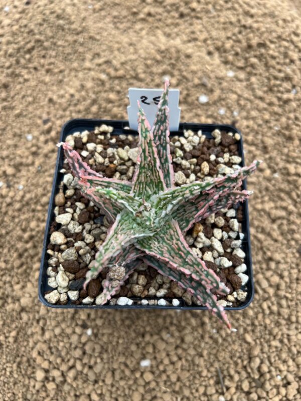 Aloe TCT hybrid