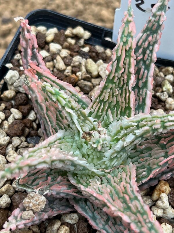 Aloe TCT hybrid