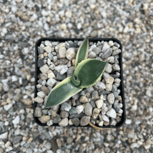 Agave parryi ssp. Truncata 'Orizaba'