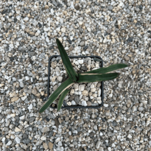 Agave nickelsiae marginata