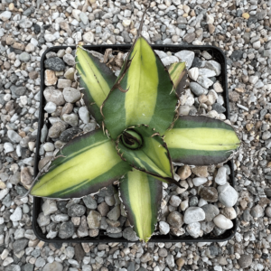 Agave titanota No.1 mediopicta