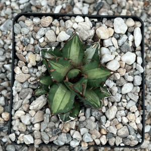 Agave titanota 'Compact' mediopicta alba