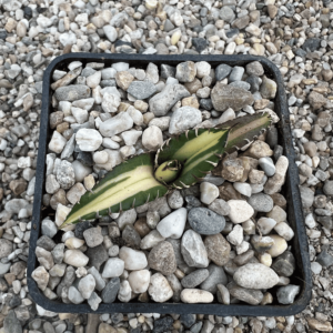 Agave titanota 'FO76' mediopicta