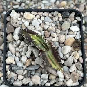 Agave titanota No.1 mediopicta
