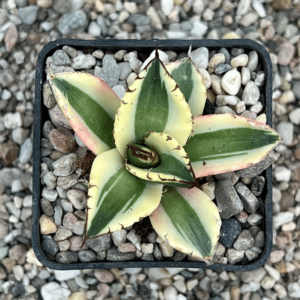 Agave titanota 'Snaggletooth'