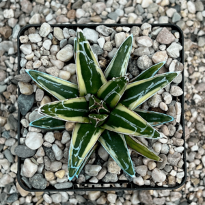 Agave victoriae reginae 'White Mountain'