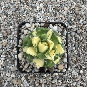 Agave isthmensis 'Hoi Raiz'