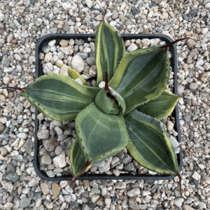 Agave parryi ssp. Truncata 'Lime Streak'